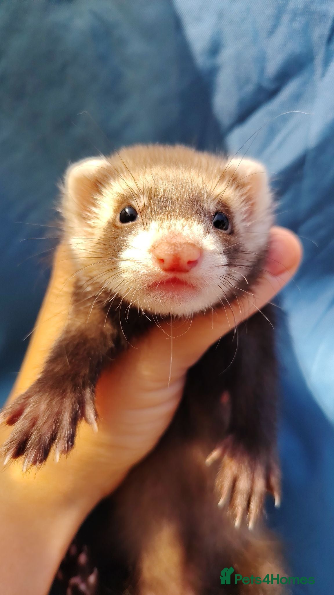 Ferret rodents Angora ferret kits Ready Now - Advert 2