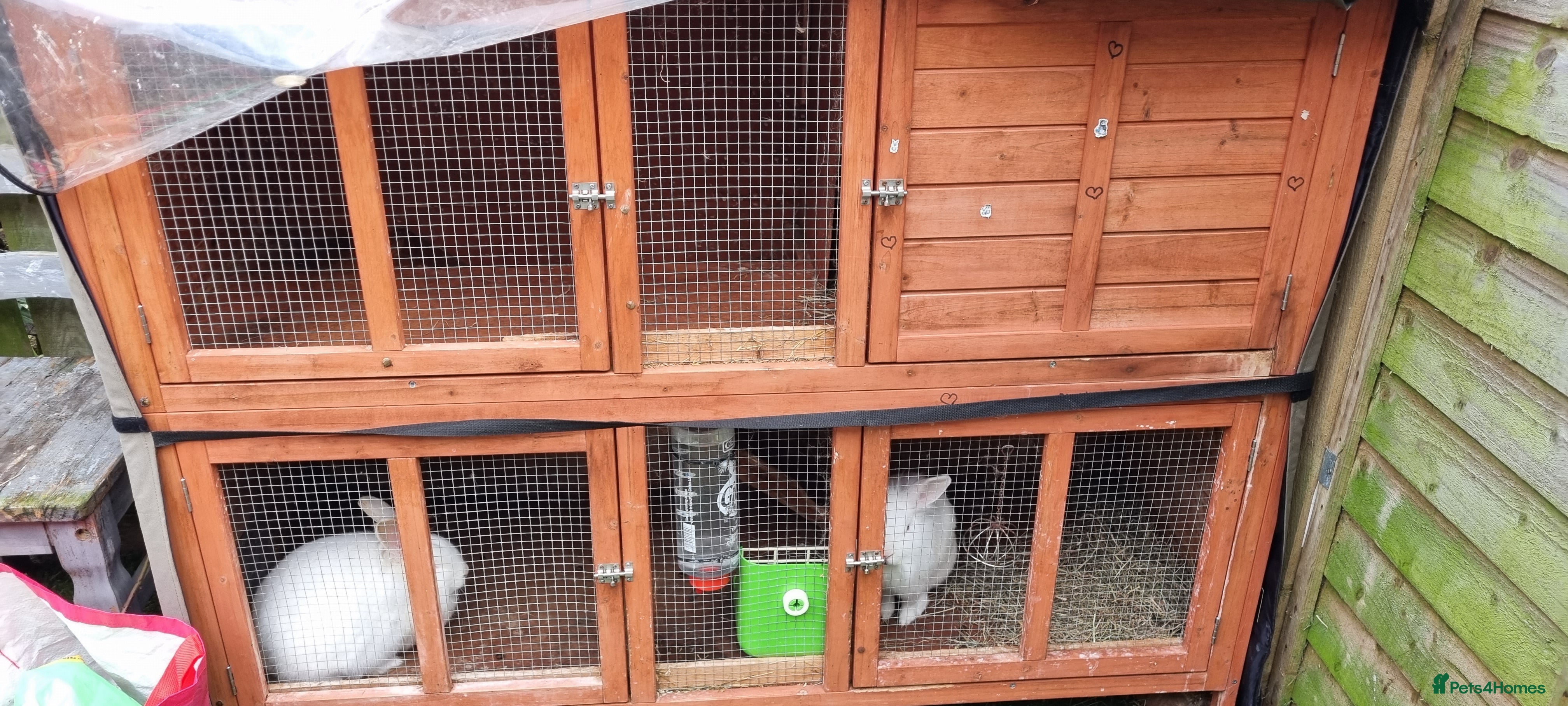 Mini Lion Lop rabbits 2 Rabbits - Advert 3