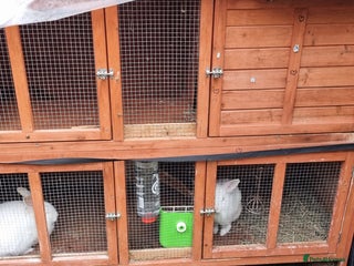 Mini Lion Lop rabbits 2 Rabbits - Advert 11