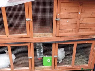 Mini Lion Lop rabbits 2 Rabbits Lion - Advert 2