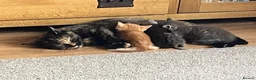 Ragdoll cats for sale: Ragdoll x tortoise shell - Advert 18