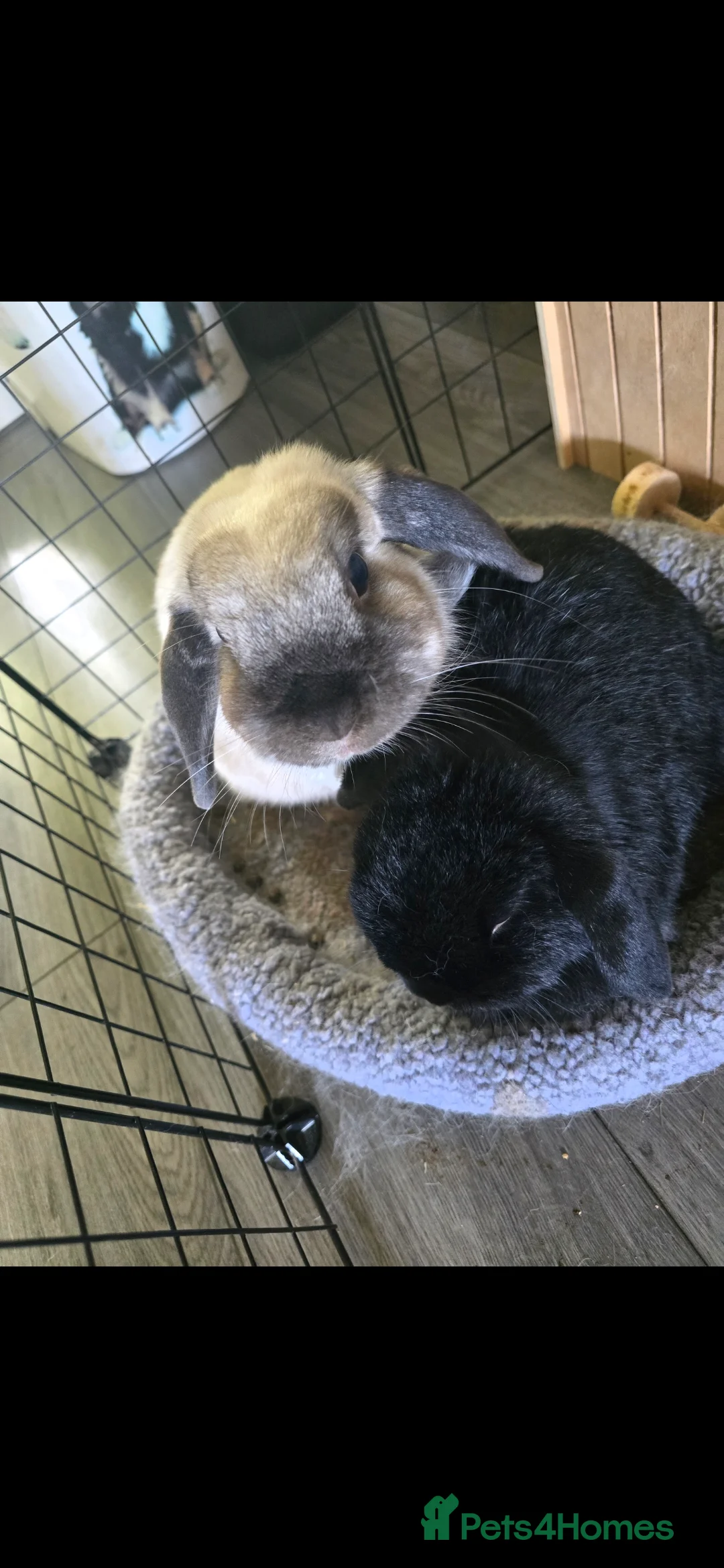 Mini Lop rabbits for sale: 2 mini lop rabbits  in Peterlee - Advert 1