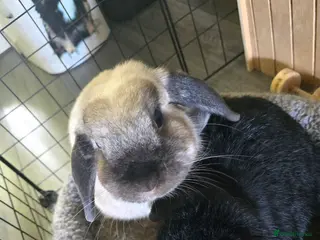 Mini Lop rabbits 2 mini lop rabbits in Peterlee - Advert 1