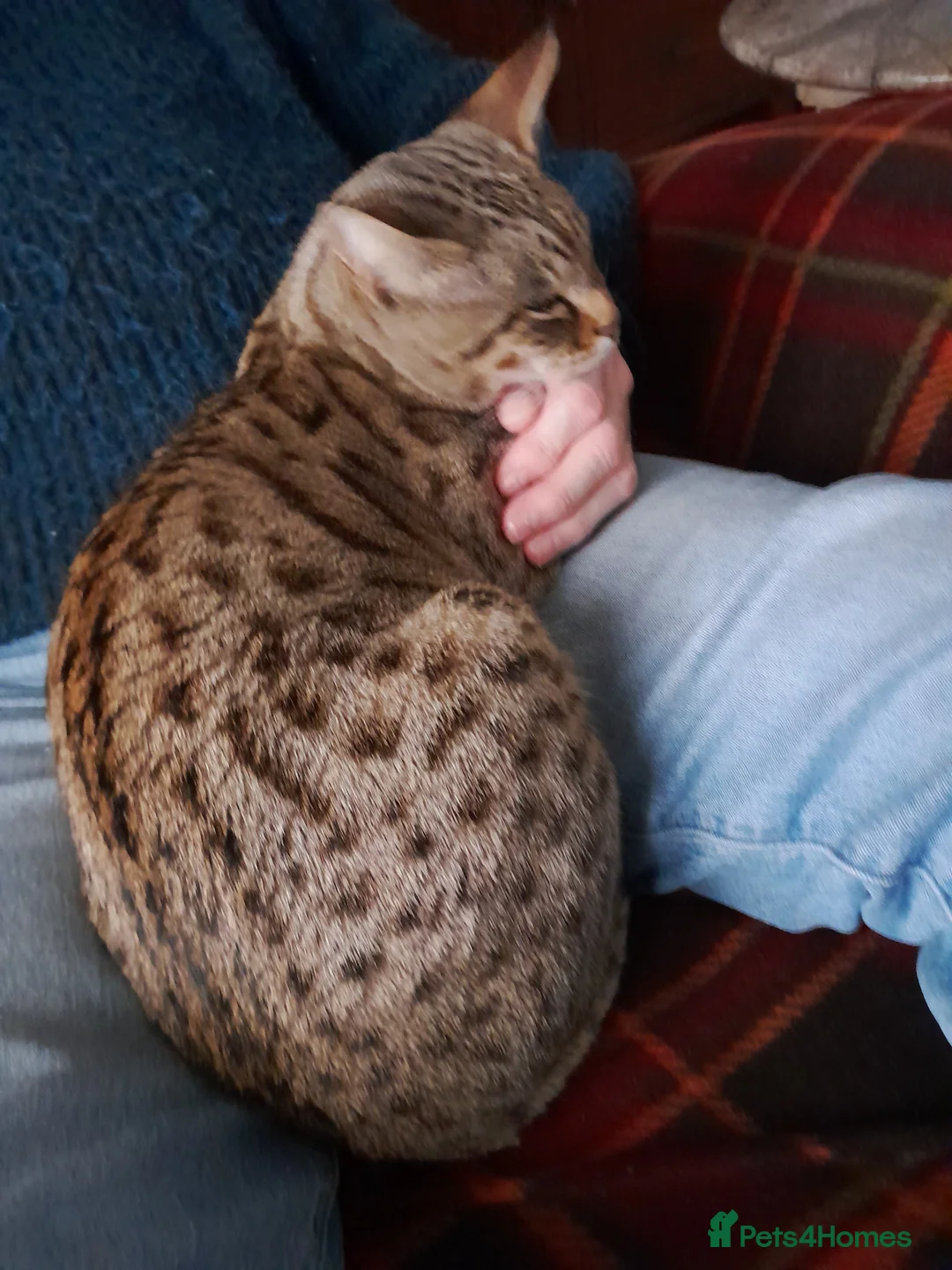 Savannah cats for sale: TICA Reg Full Pedigree F3 Savannah Lady - Advert 4
