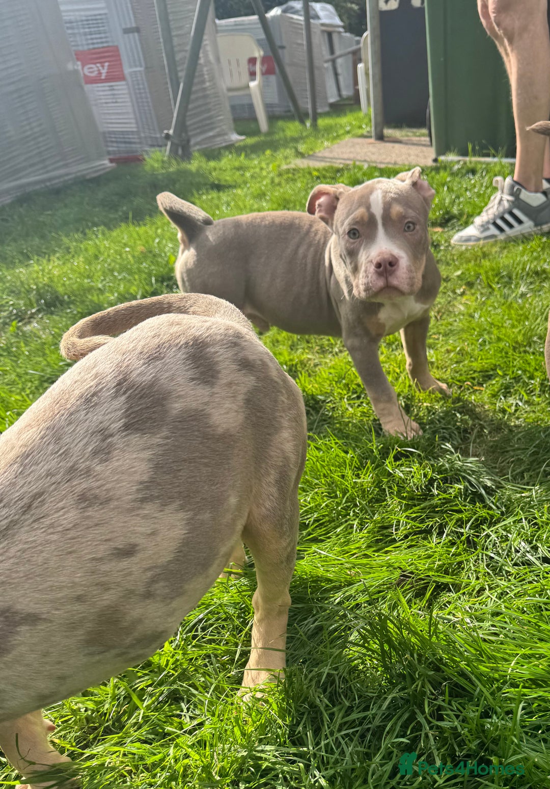 American Bully dogs for sale: American Pocket Bully (3 Generations).  - Image 6