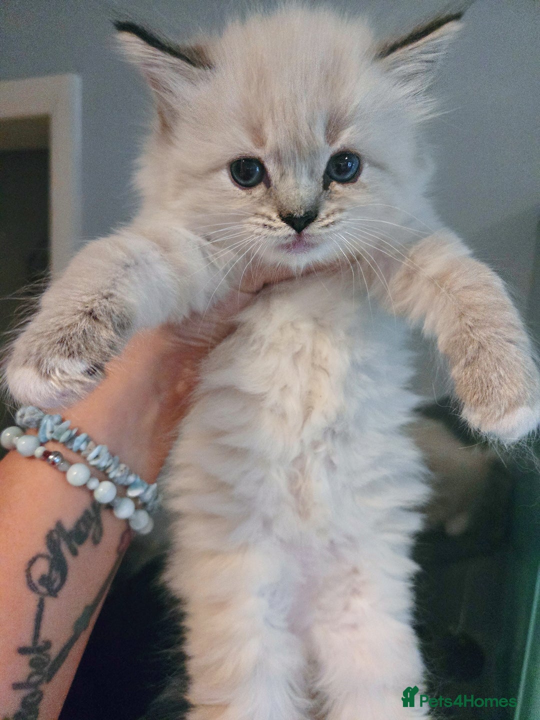 Ragdoll cats for sale: Beautiful purebred mitted ragdoll kittens - Image 7