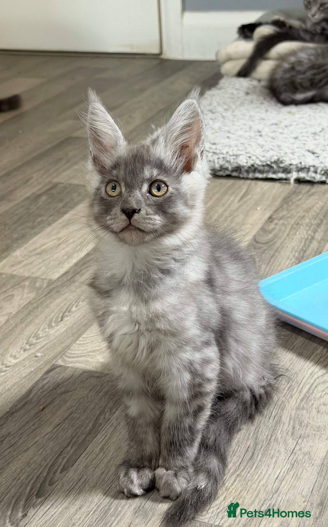 Maine Coon cats Maine Coon Kittens HIGHSMOKE BOY READY NOW   - Advert 1