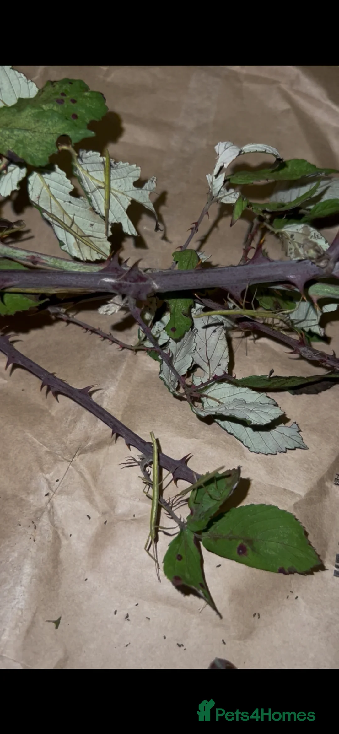 Stick Insects invertebrates for sale: Indian stick insects in Felixstowe - Advert 2