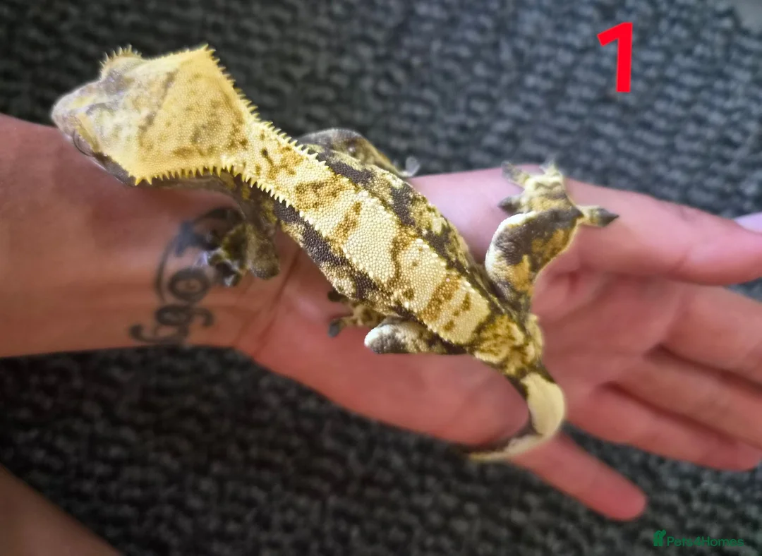 Gecko reptiles for sale: Male crested geckos for sale - Advert 1