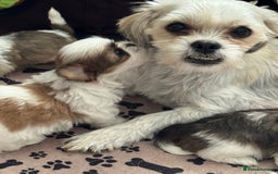 Shih Tzu dogs for sale: Three Beautiful male Shih tzu puppies  - Image 7