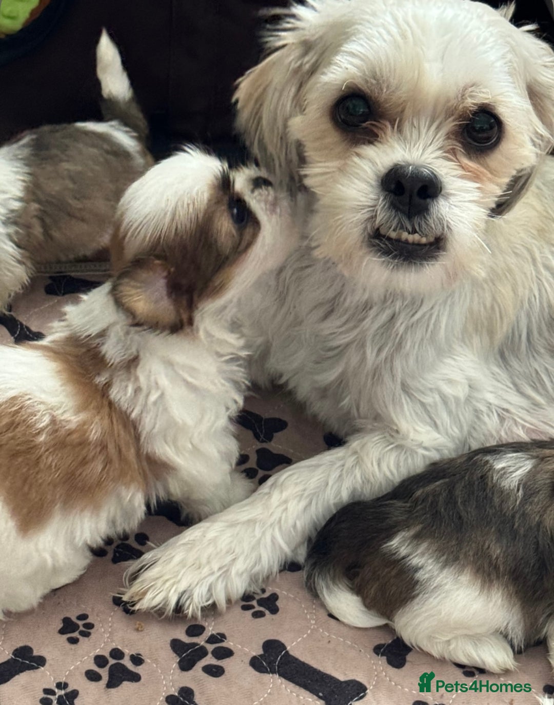 Shih Tzu dogs for sale: Three Beautiful male Shih tzu puppies  - Image 7