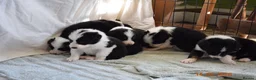Border Collie dogs for sale: 4 Border Collie pups - Advert 6