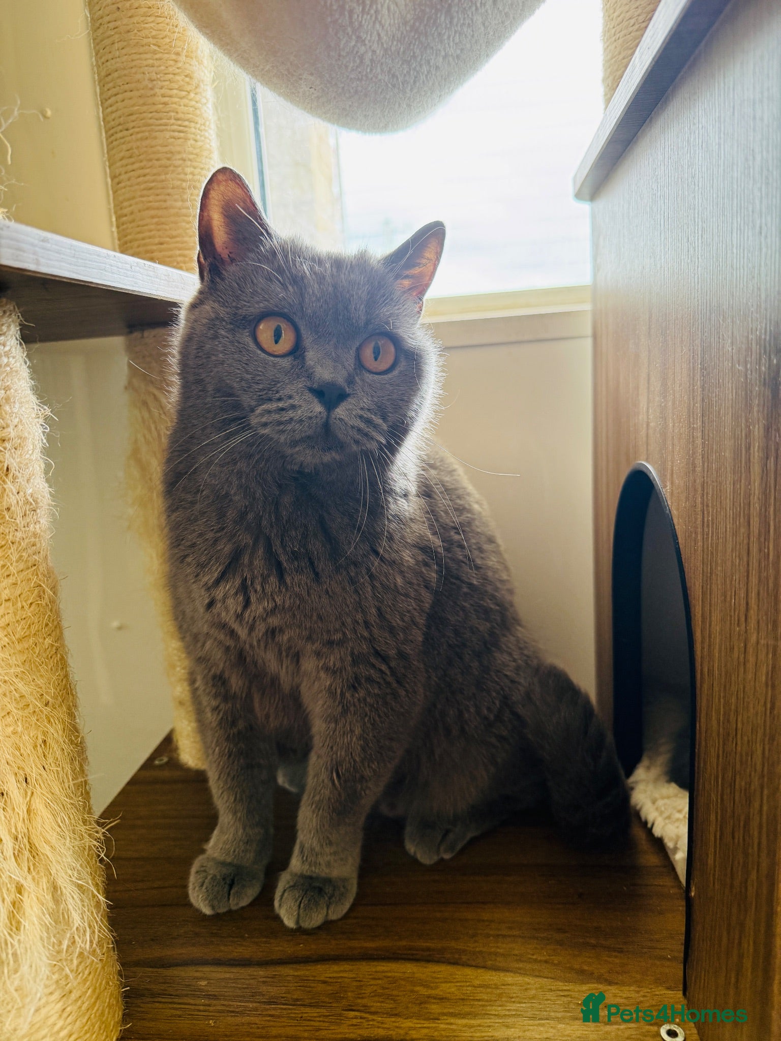 British Shorthair cats BSH blue retired queen GCCF Reg  - Advert 1