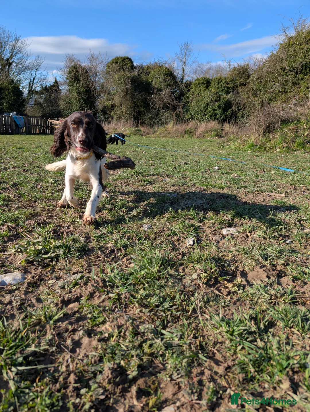 Cocker Spaniel dogs for sale: Working Female Cocker Spaniel  - Advert 5