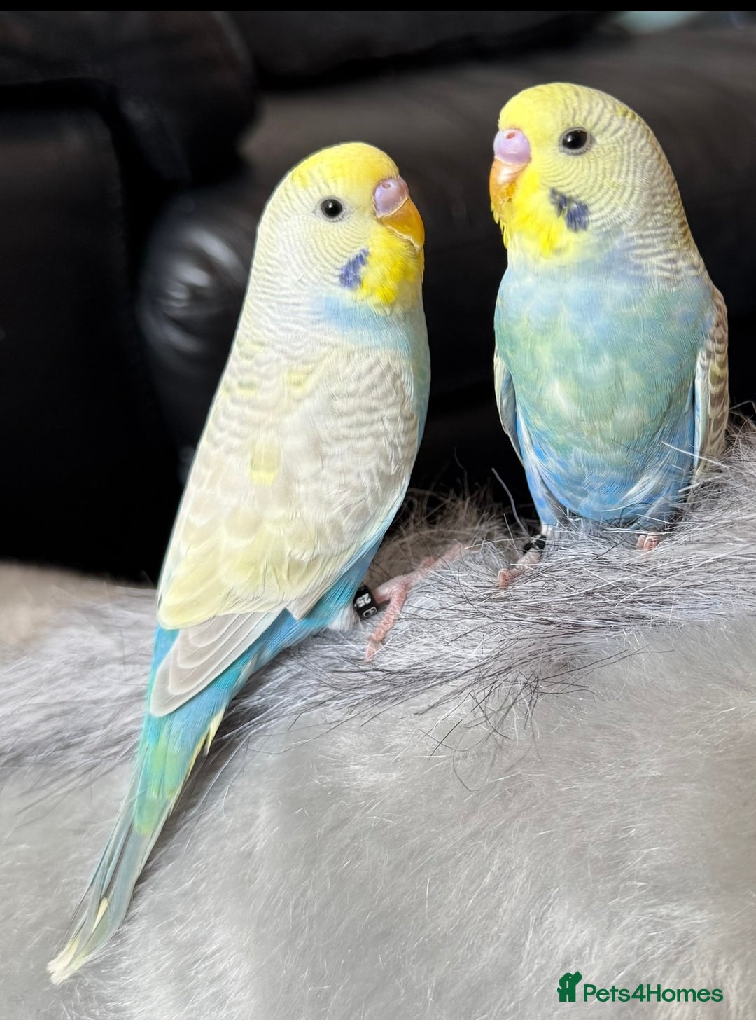 Budgerigars birds for sale: Two beautiful budgies - Image 1