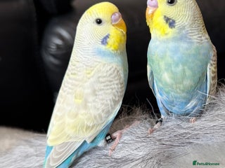 Budgerigars birds - Advert 18