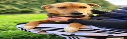 Mixed Breed dogs for adoption: ❤️🐶 TIFFANY – CALM LIKE A LITTLE BUDDHA - Advert 13