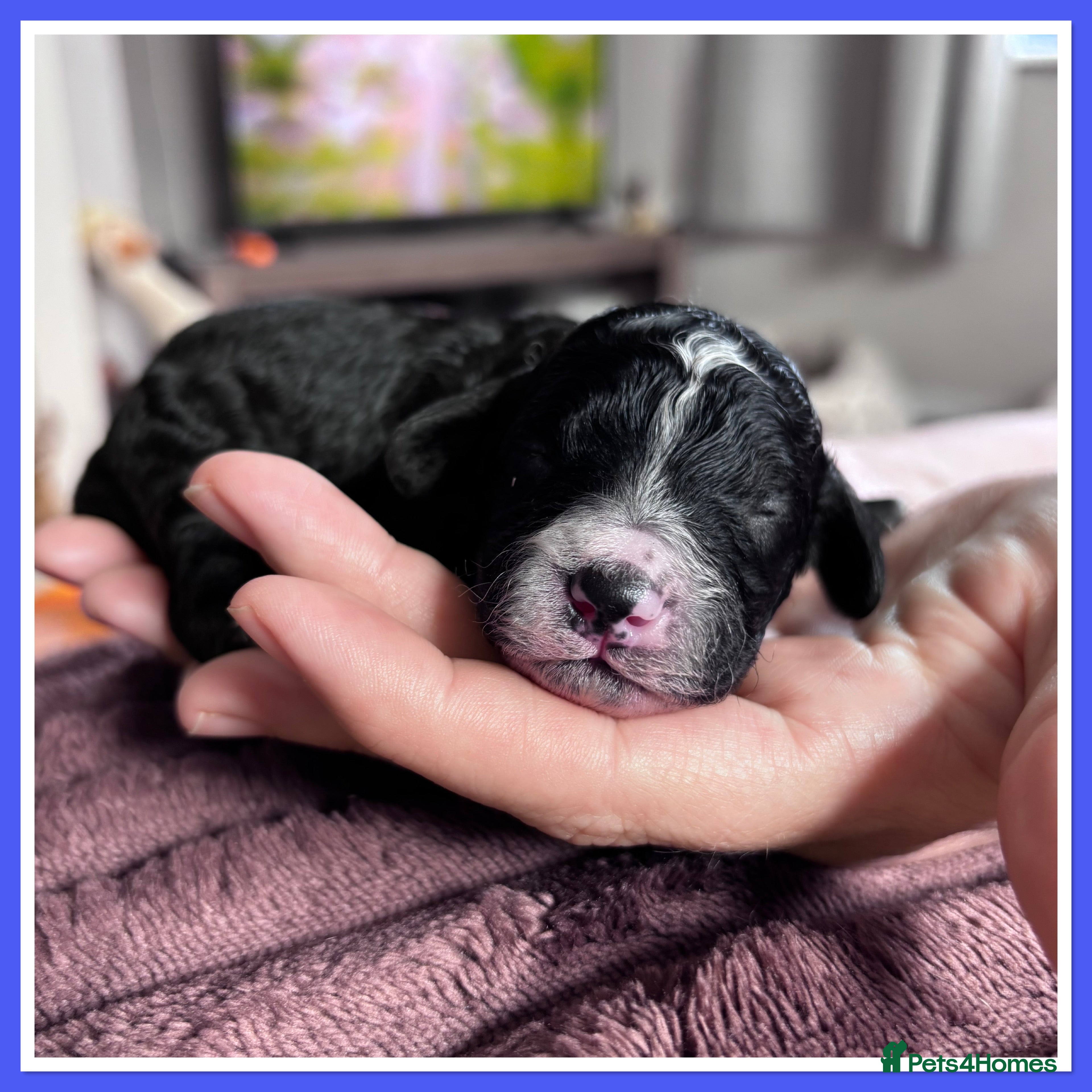 Cavapoo dogs for sale: Stunning Cavapoo puppies - Advert 5