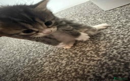 Bengal cats for sale: Bengal mixed kittens  - Image 4
