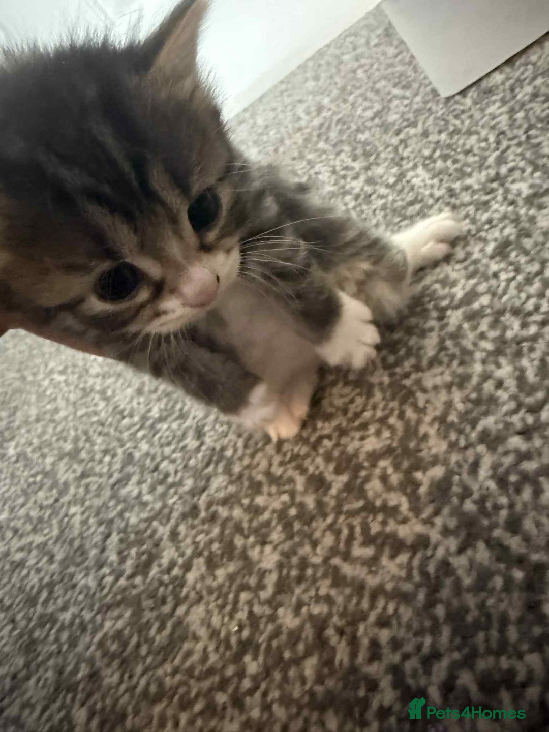 Bengal cats for sale: Bengal mixed kittens  - Image 4