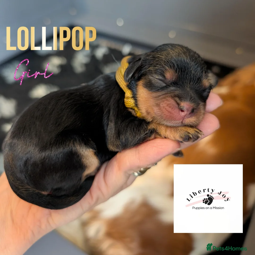 Cavalier King Charles Spaniel dogs for sale: KC Cavalier Pups - DNA, heart & eye tested parents - Advert 2