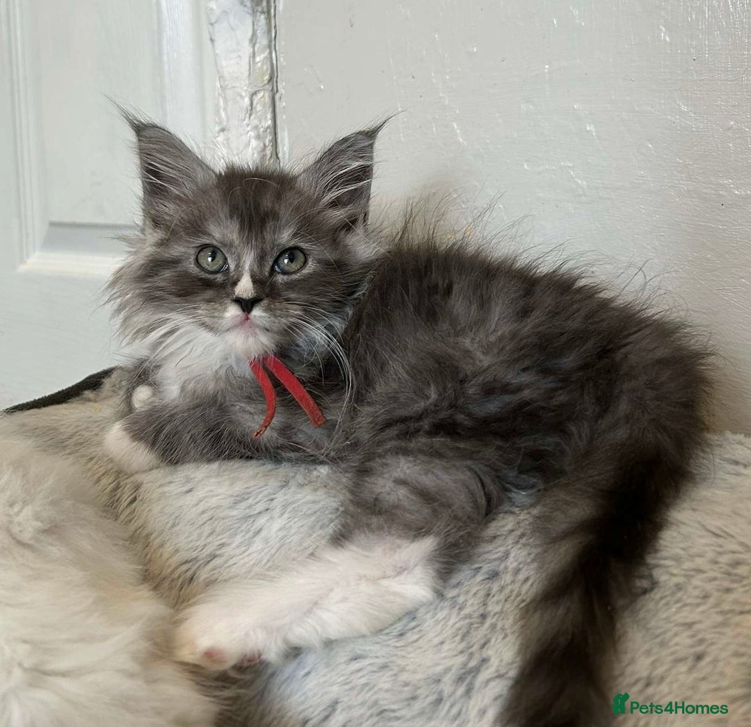 Maine Coon cats for sale: MAINE COON KITTENS SOME POLYDACTYL  - Image 15