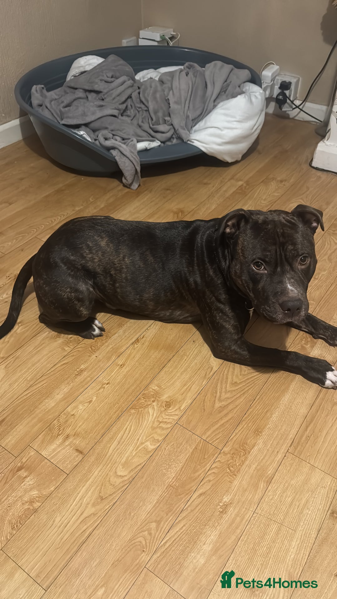Mixed Breed dogs for sale: Brindle staff  - Advert 5