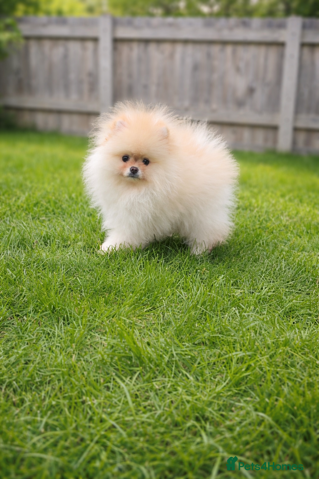 Pomeranian dogs Stunning KC Pomeranian puppies ✨ - Advert 2