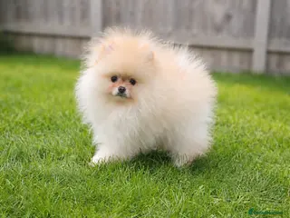 Pomeranian dogs Stunning KC Pomeranian puppies ✨ - Advert 2