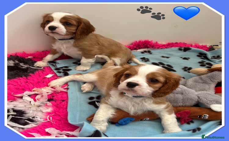 Cavalier King Charles Spaniel dogs - Advert 7