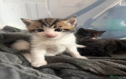 British Shorthair cats for sale: 4 Kittens available - Image 4