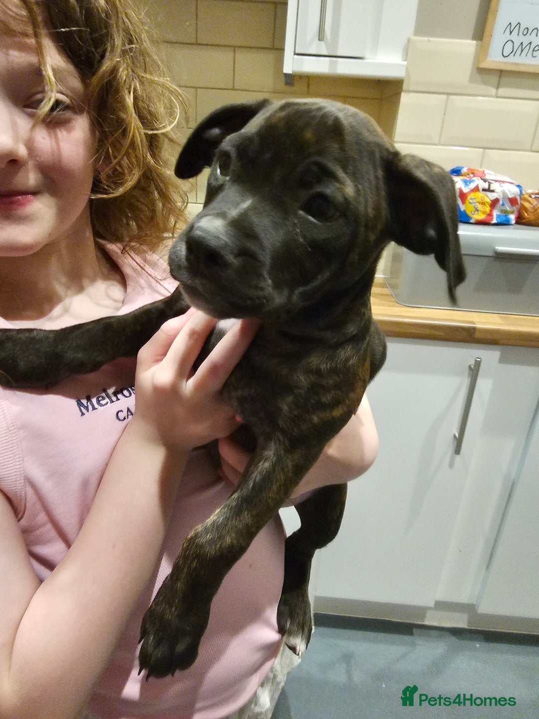Mixed Breed dogs for sale: Female Staffordshire bull terrier puppy - Image 6