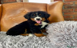 Bernese Mountain Dog dogs for sale: Bernese Mountain Dog Puppy 3 - Stunning girls and boy.  - Image 10