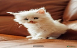 Maine Coon cats for sale: White Polydactyl boy / Russian import parents - Advert 10