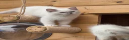 Ragdoll cats for sale: 🐾GCCF registered Blue and Lilac kittens🐾 - Advert 21