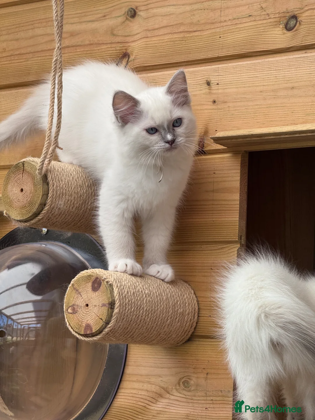 Ragdoll cats for sale: 🐾GCCF registered Blue and Lilac kittens🐾 - Advert 21
