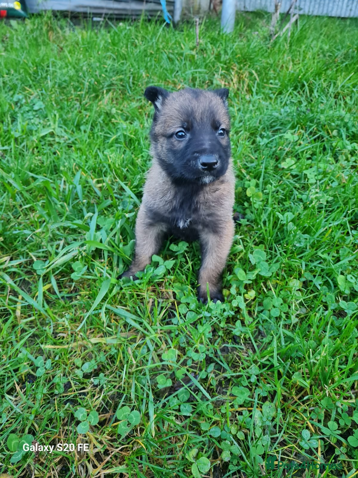 Belgian Shepherd Dog dogs Chunky malinois puppies looking for new home!!! - Advert 1