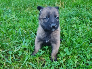 Belgian Shepherd Dog dogs Chunky malinois puppies looking for new home!!! - Advert 1