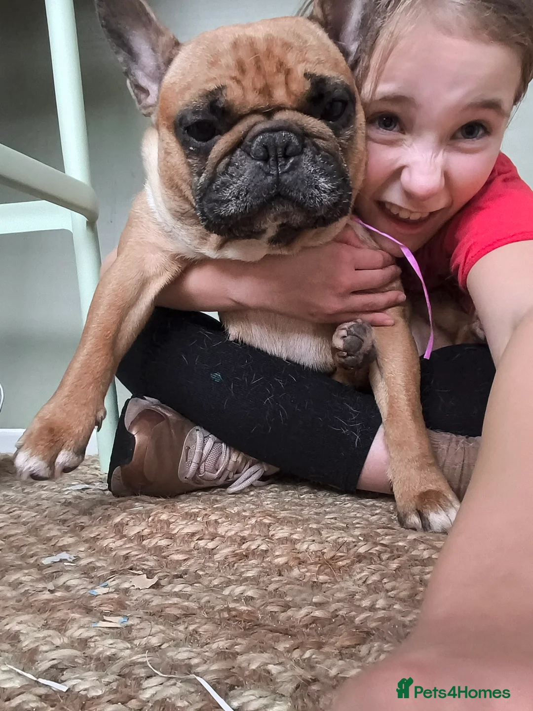 French Bulldog dogs for adoption: Meet Colin  - Advert 2