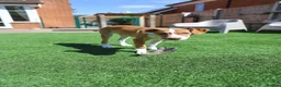 Mixed Breed dogs for adoption: Little Lad Loxy in Hook - Advert 18