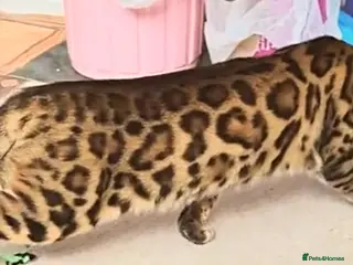 Bengal cats Superb TICA Active Reg Girl - Advert 15