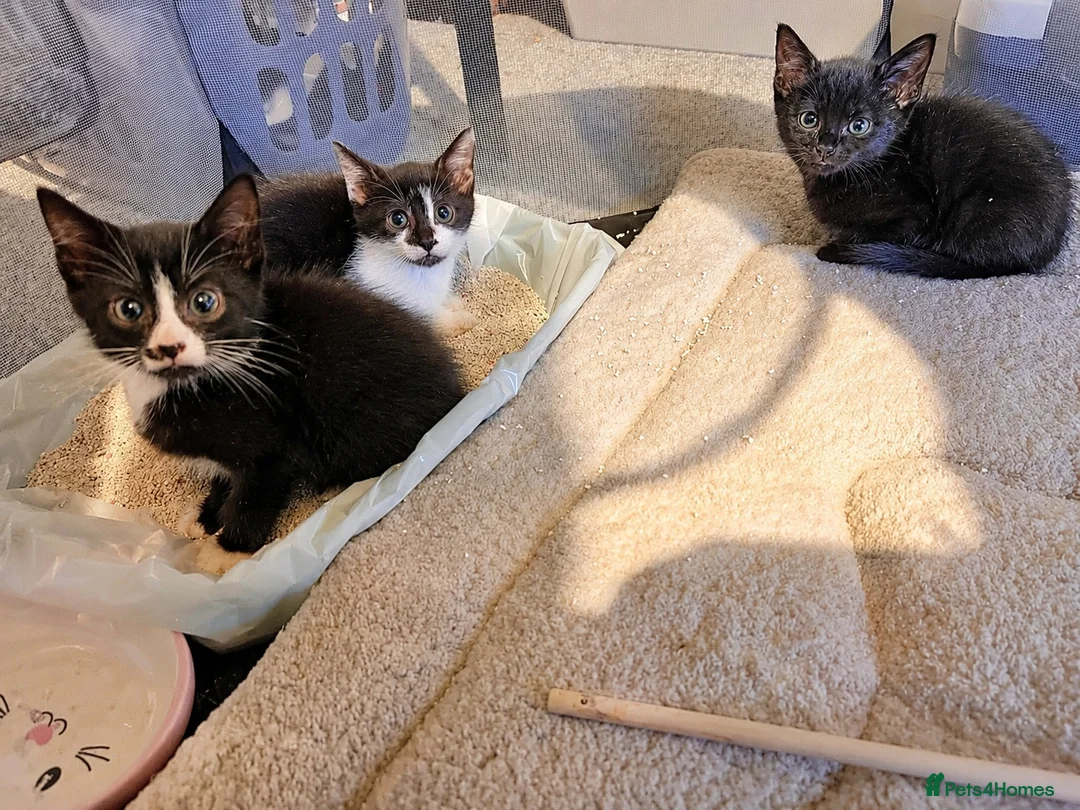Mixed Breed cats for sale: half maine coon kittens🩵 - Advert 1