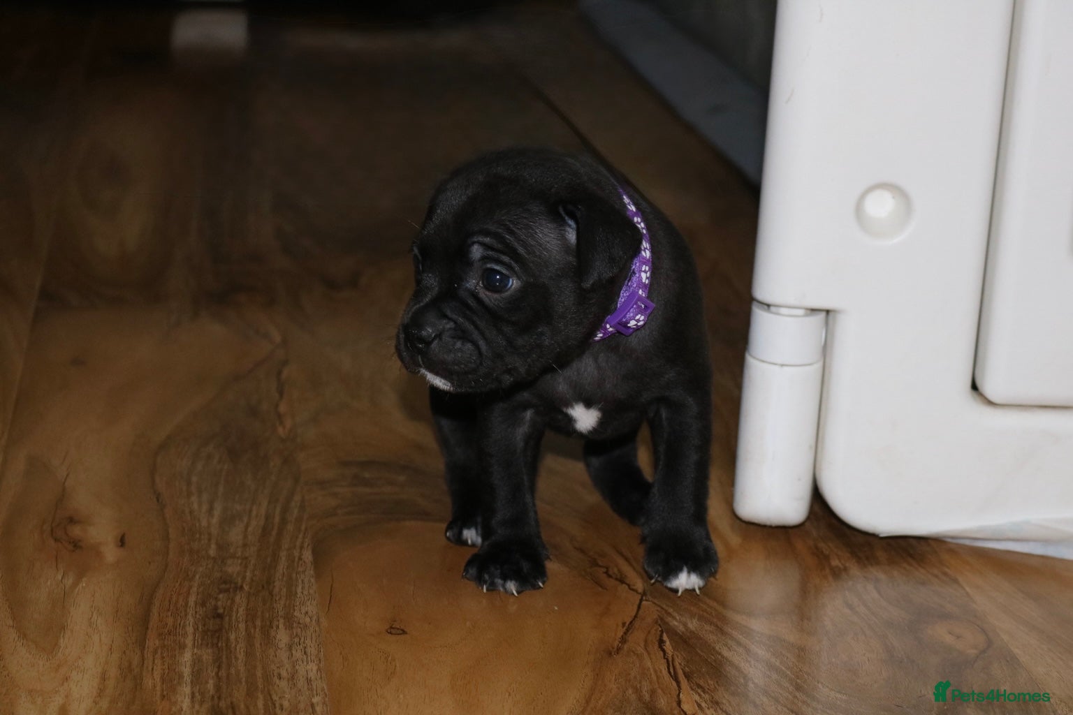 Staffordshire Bull Terrier dogs KC Staffords | Blue & Black | Champion Bloodlines - Advert 2