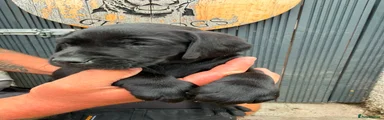 Labrador Retriever 5