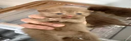 British Shorthair cats for sale: British shorthair cinnamon brown Kittens  - Advert 17
