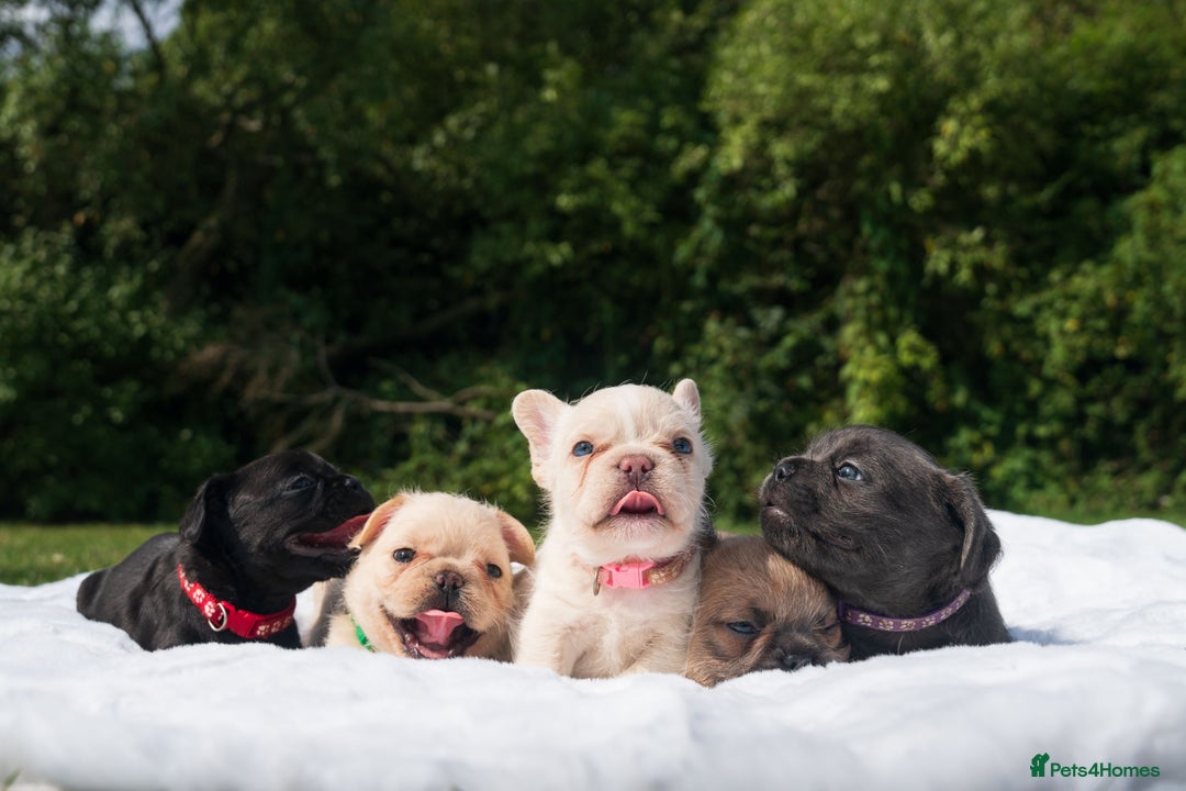 French Bulldog dogs for sale: Rare French bulldogs - Image 1