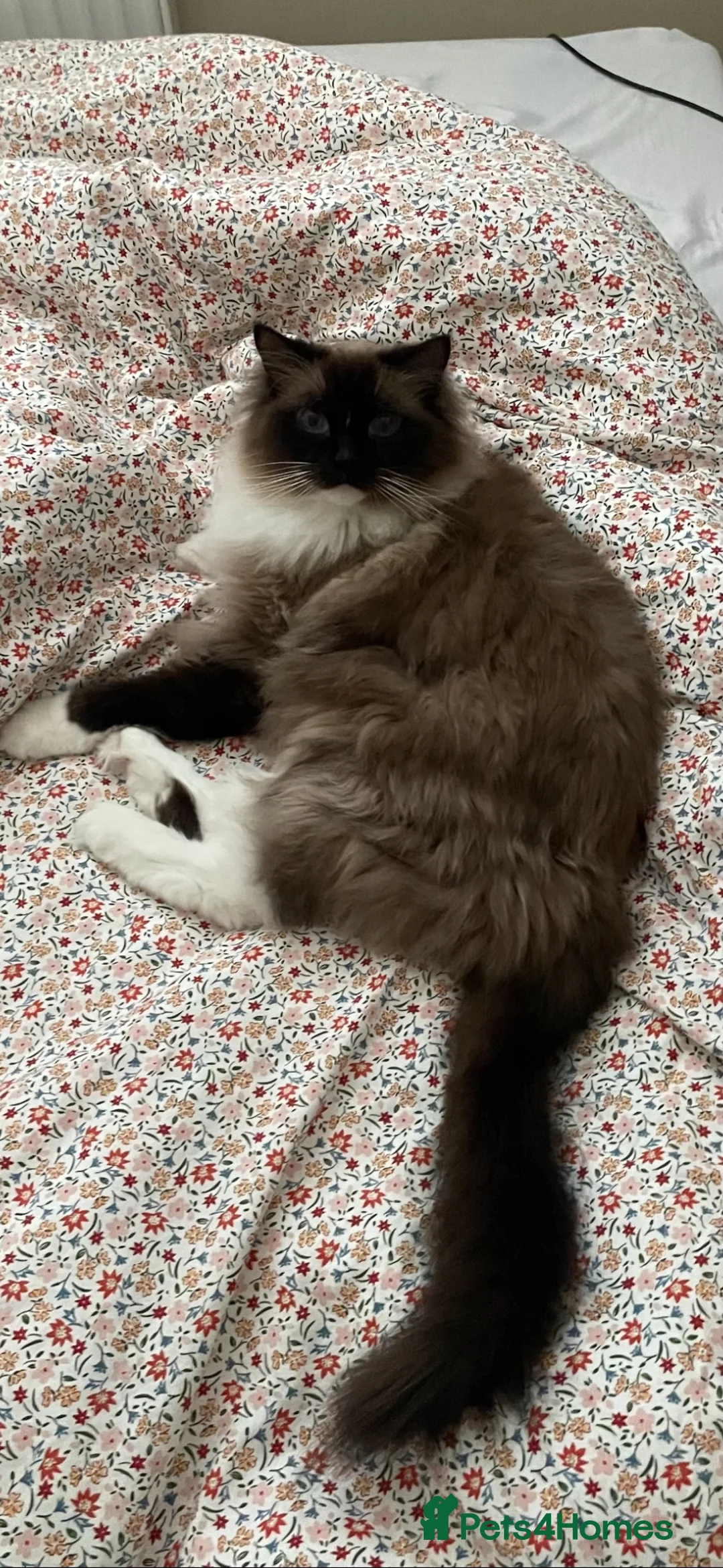 Ragdoll cats for sale: Pablo & Patrick adoption  - Advert 2