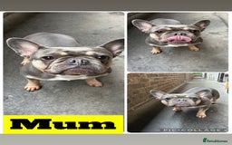 French Bulldog dogs for sale: French bulldog puppies fluffy carriers  - Image 6