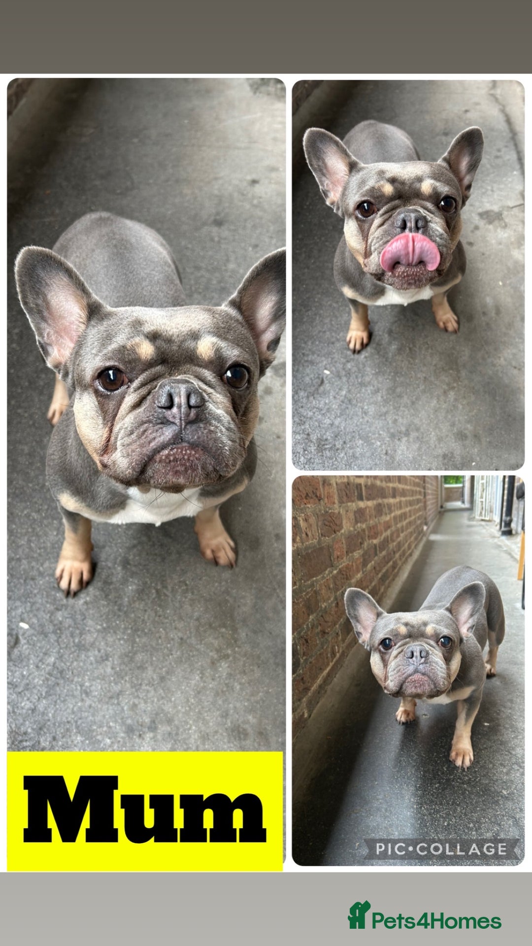 French Bulldog dogs for sale: French bulldog puppies fluffy carriers  - Image 6