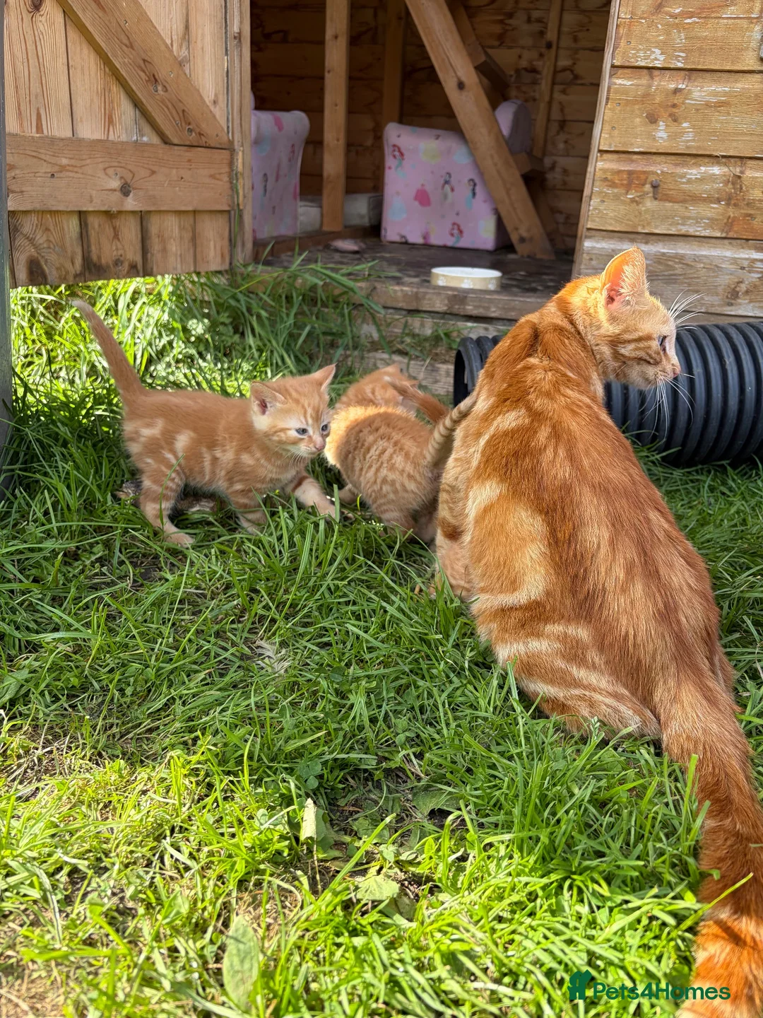 Domestic Shorthair cats for sale: Three ginger male kittens for sale  - Advert 15